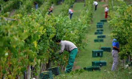 Denominación de origen Rías Baixas